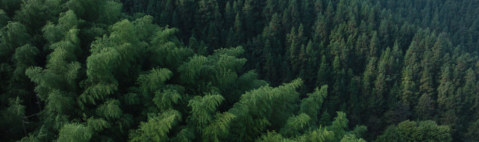 Bamboo forest — join the House of Bamboo team