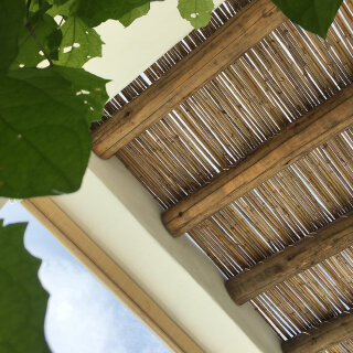 Bamboo grove demonstrating rapid renewable growth